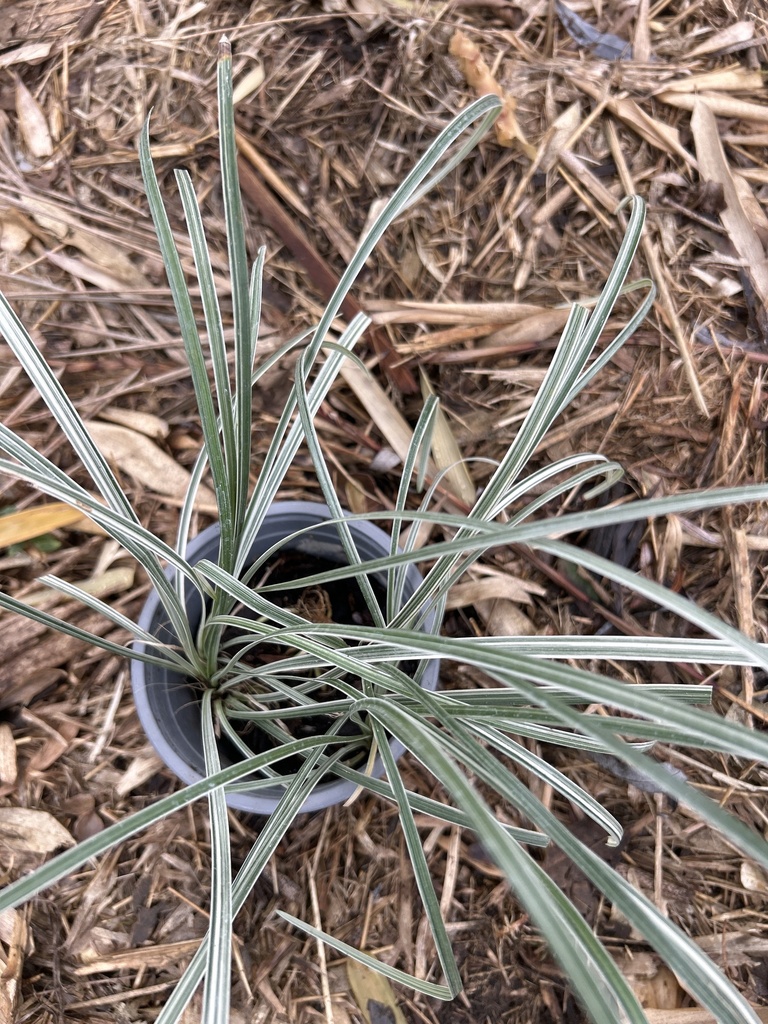 Liriope muscari 'Silver Ribbon'