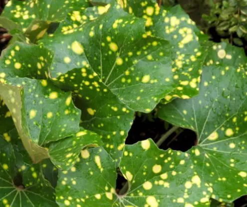 [237] Farfugium japonicum 'Aureomaculatum'