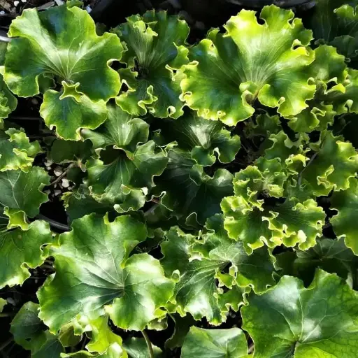 [238] Farfugium japonicum 'Crispatum'