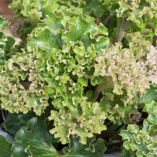 [239] Farfugium japonicum 'Wavy Gravy'