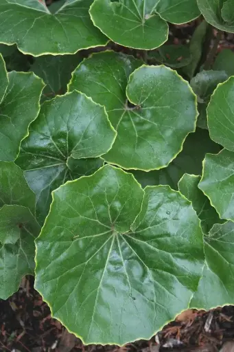 Farfugium japonicum 'Kin Kan'