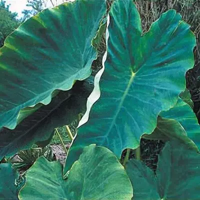 Colocasia gaoligongensis