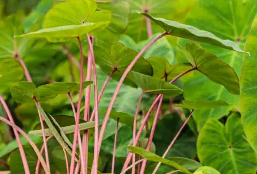 [155] Colocasia Esculenta Pink China