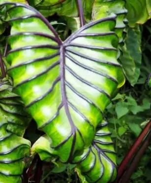 [204] Colocasia 'Pharaoh's Mask' ® 