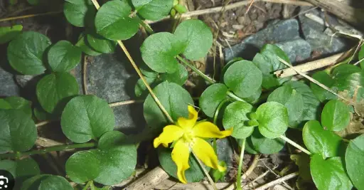 [275] Lysimachia nummularia