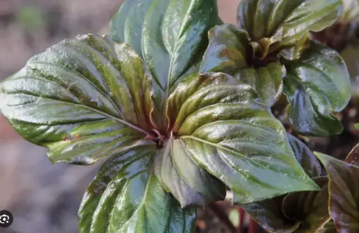 [280] Lysimachia paradiformis var. stenophylla